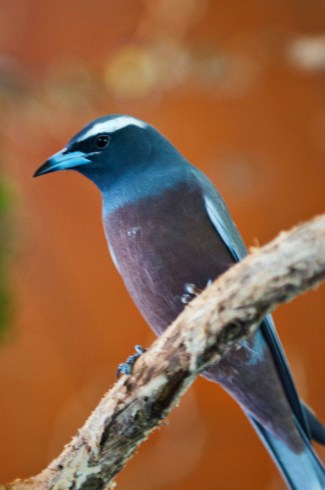Gorgeous Aussie Bird