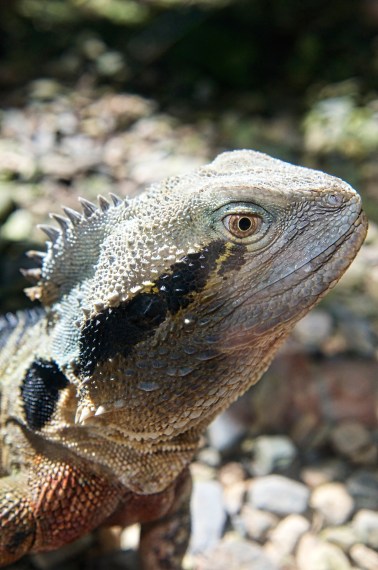 Australian Lizard
