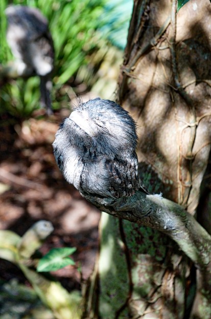 Camo bird (seriously try and find it)