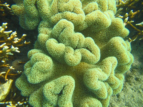 Gorgeous living coral on Langsford