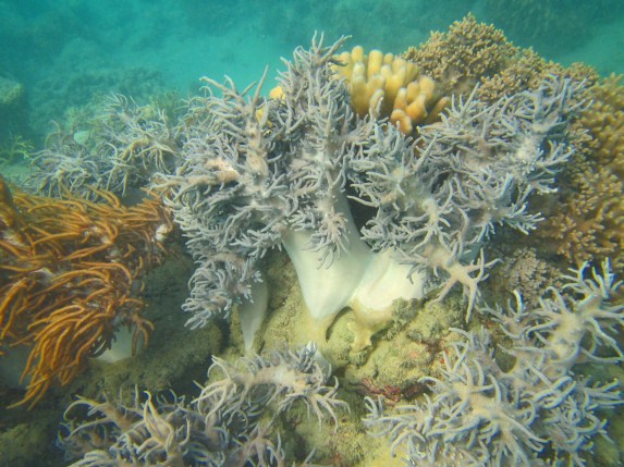 Langsford  Coral- so gorgeous