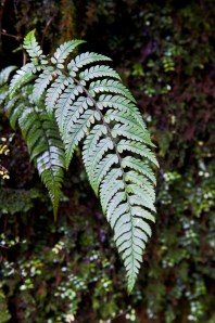 Kiwi silver fern (front side)
