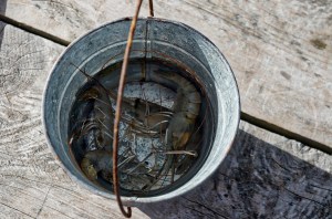 A bucket of prawns speaks to the expertise of our crew