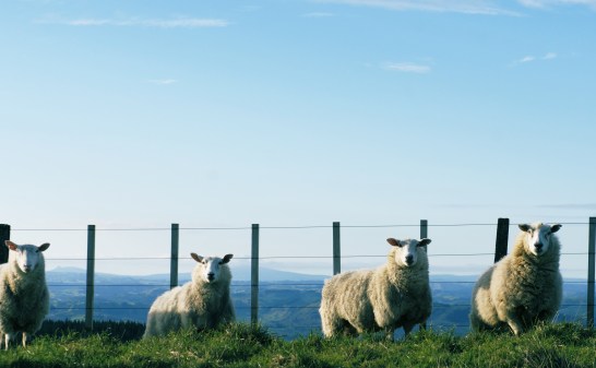 Expertly disguised and unbelievably warm, we will see you all around shearing time.