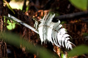Silver fern backside