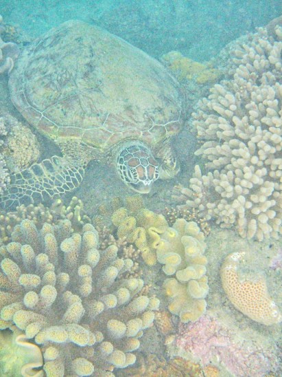 Gorgeous Sea Turtle at Langsford