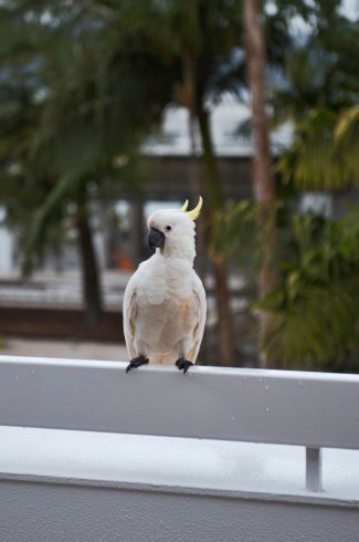 Sulfur-Creste Cokatoo